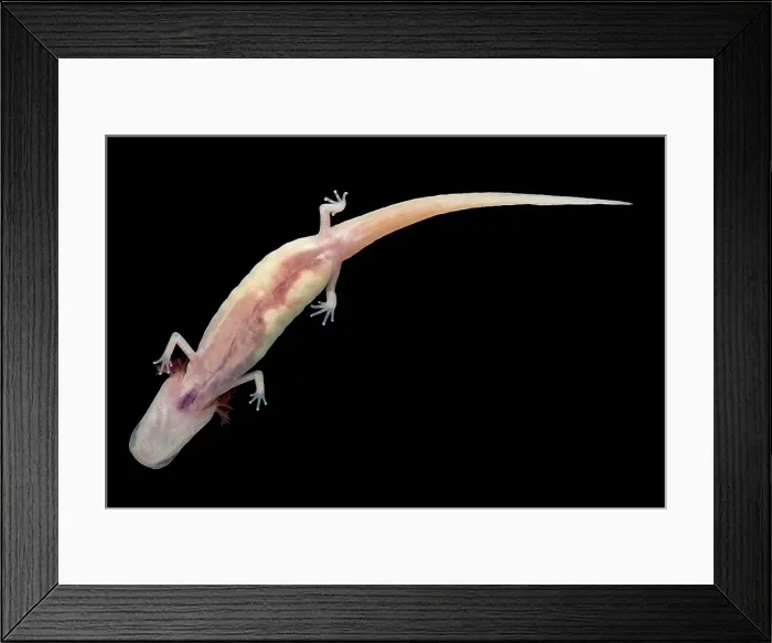 Framed Print : Georgia Blind Salamander (Eurycea wallacei) Framed Print : Georgia Blind Salamander (Eurycea wallacei)