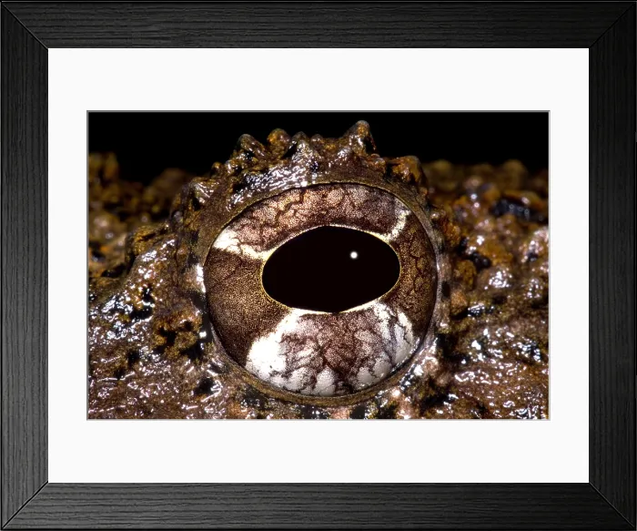 Framed Print : Rusty Robber Frog Framed Print : Rusty Robber Frog