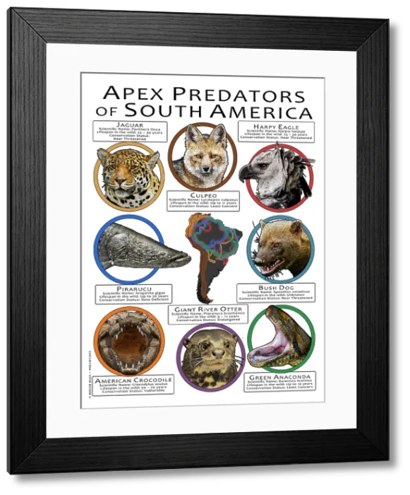Framed Print : Apex Predators of South America