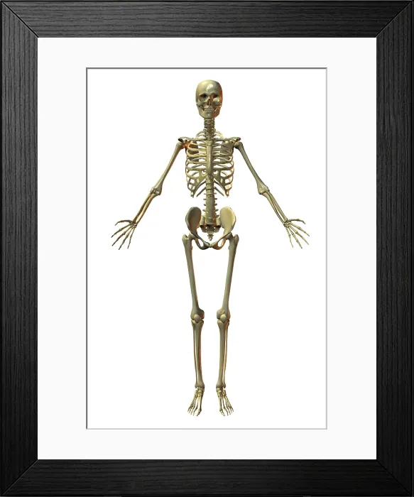 Framed Print : Human Skeleton Framed Print : Human Skeleton