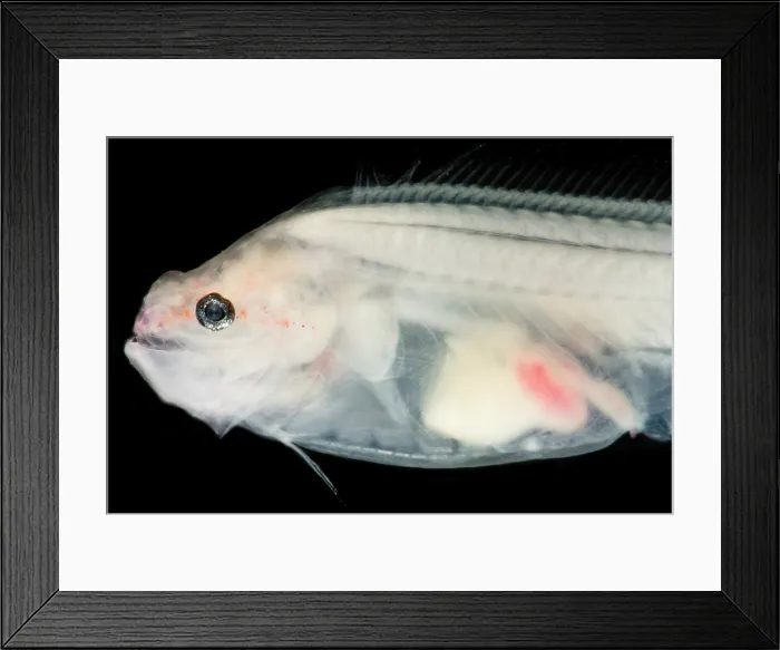 Framed Print : Assfish (Bassozetus sp.) Framed Print : Assfish (Bassozetus sp.)