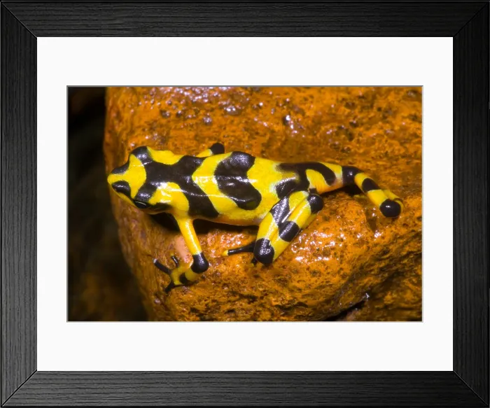 Framed Print : Harlequin Toad Framed Print : Harlequin Toad