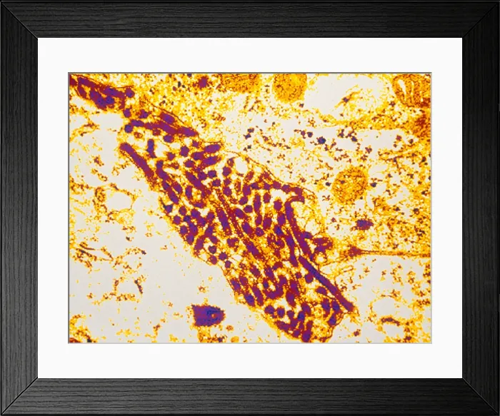 Framed Print : Marburg Virus (TEM) Framed Print : Marburg Virus (TEM)
