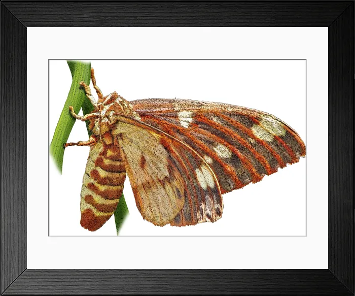 Framed Print : Regal Moth, Citheronia regalis, Illustration Framed Print : Regal Moth, Citheronia regalis, Illustration