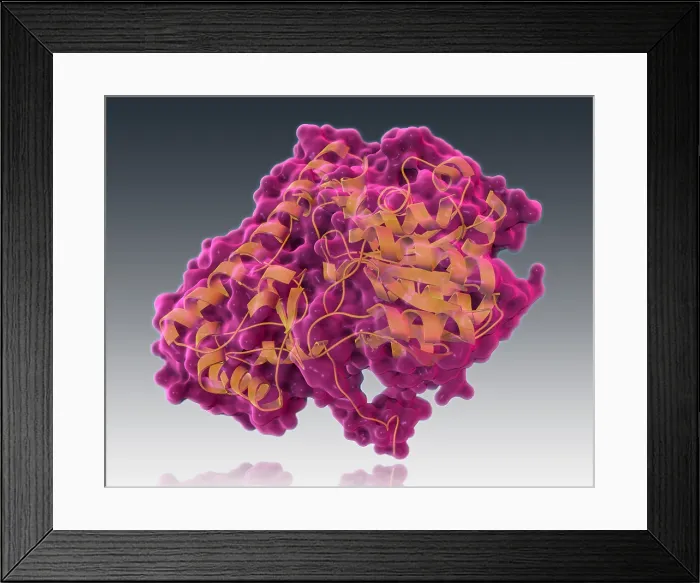 Framed Print : Aspartate Transaminase, Molecular Model Framed Print : Aspartate Transaminase, Molecular Model