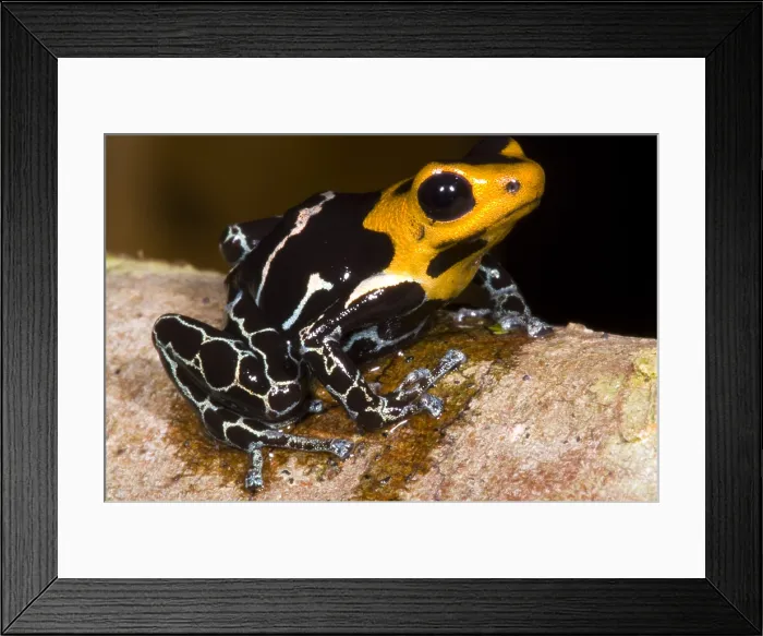 Framed Print : Crowned Poison Frog Framed Print : Crowned Poison Frog