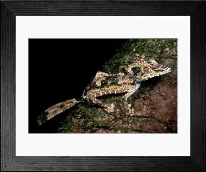 Framed Print : Giant Leaf Tail Gecko Framed Print : Giant Leaf Tail Gecko