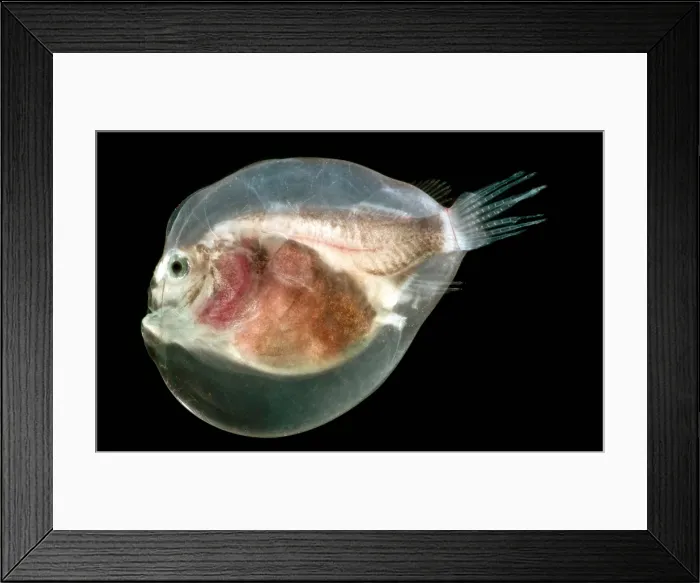 Framed Print : Larval Anglerfish Framed Print : Larval Anglerfish