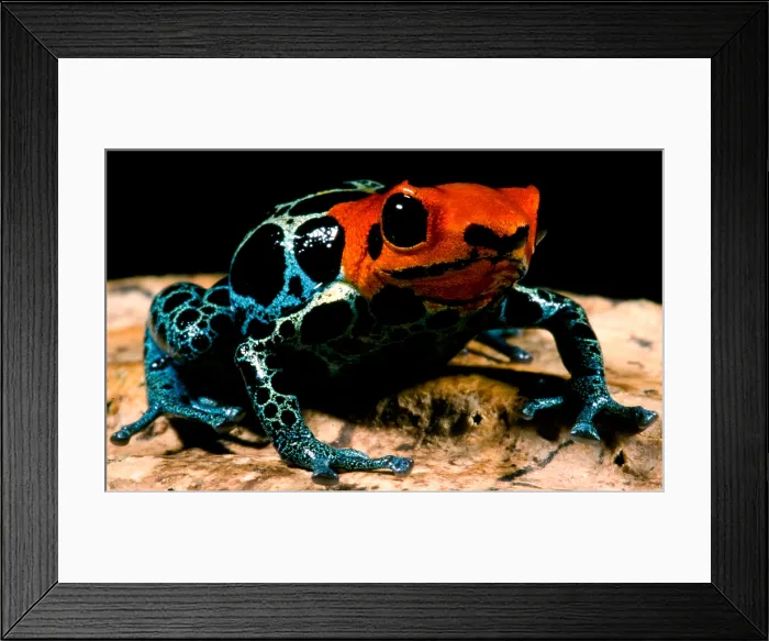Framed Print : Amazonian Poison Frog Framed Print : Amazonian Poison Frog