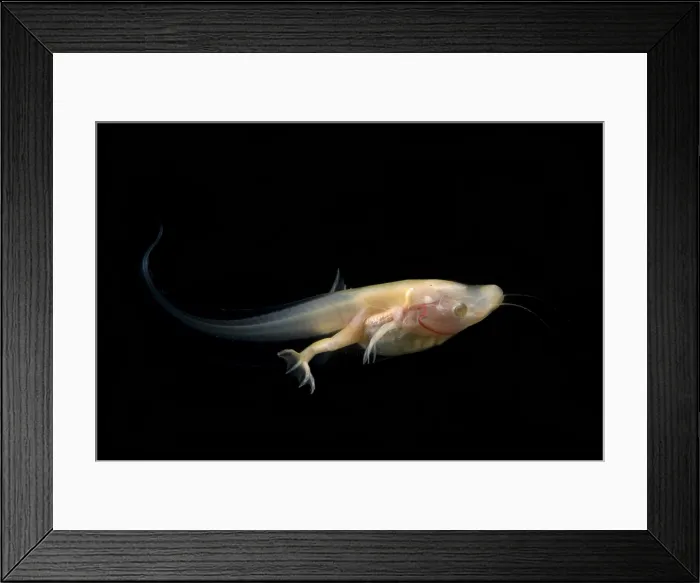 Framed Print : African Clawed Frog tadpole Framed Print : African Clawed Frog tadpole