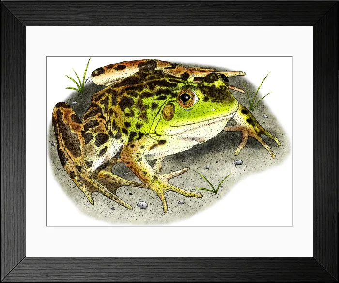 Framed Print : Mink Frog. Art illustration of a Mink Frog (Rana septentrionalis) Framed Print : Mink Frog. Art illustration of a Mink Frog (Rana septentrionalis)