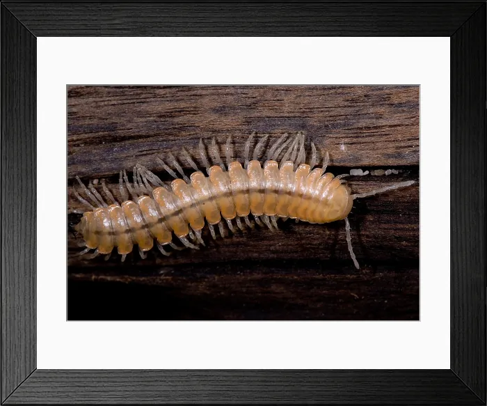 Framed Print : Bioluminescent millipede Framed Print : Bioluminescent millipede