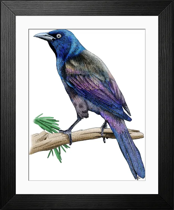 Framed Print : Common Grackle Framed Print : Common Grackle