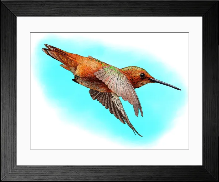 Framed Print : Allen's Hummingbird Framed Print : Allen's Hummingbird