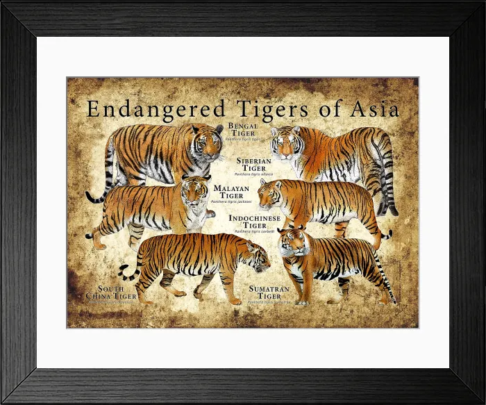 Framed Print : Endangered Tigers of Asia