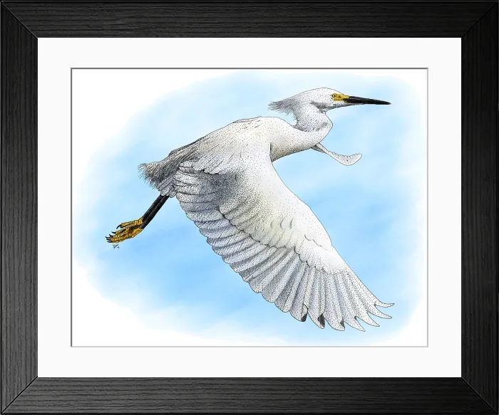 Framed Print : Snowy Egret Framed Print : Snowy Egret