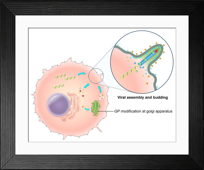 Framed Print : Ebola Virus Replication (5 of 5) Framed Print : Ebola Virus Replication (5 of 5)