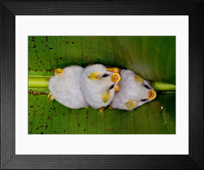 Framed Print : Honduran white bats (Ectophylla alba)