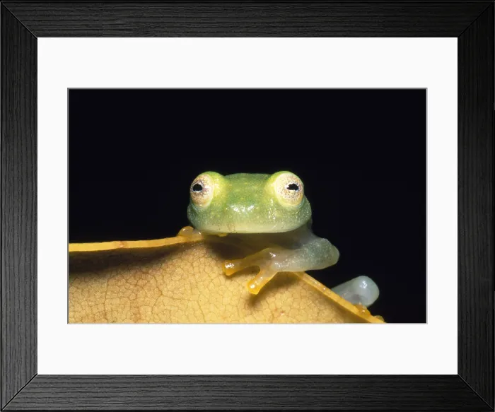 Framed Print : Fleischmann's Glass Frog Framed Print : Fleischmann's Glass Frog