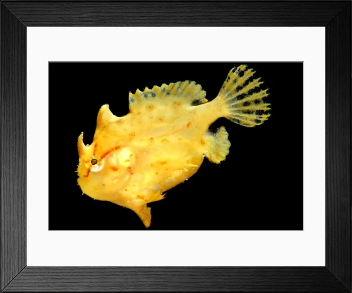 Framed Print : Sargassum Anglerfish Framed Print : Sargassum Anglerfish
