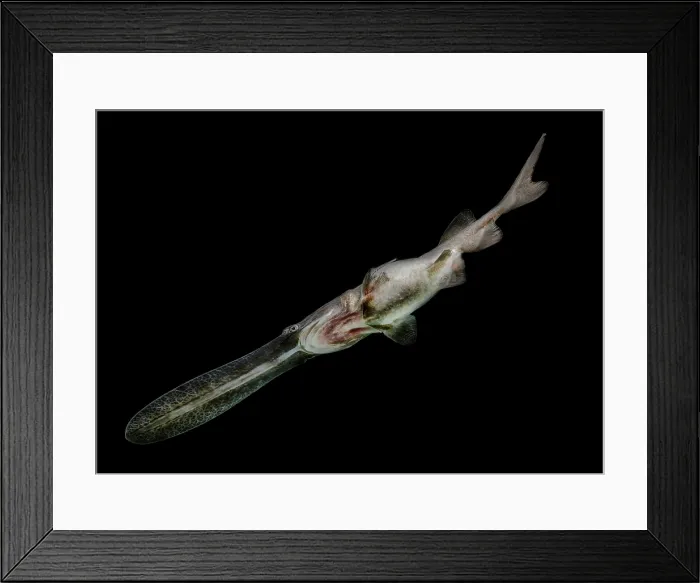 Framed Print : American Paddlefish