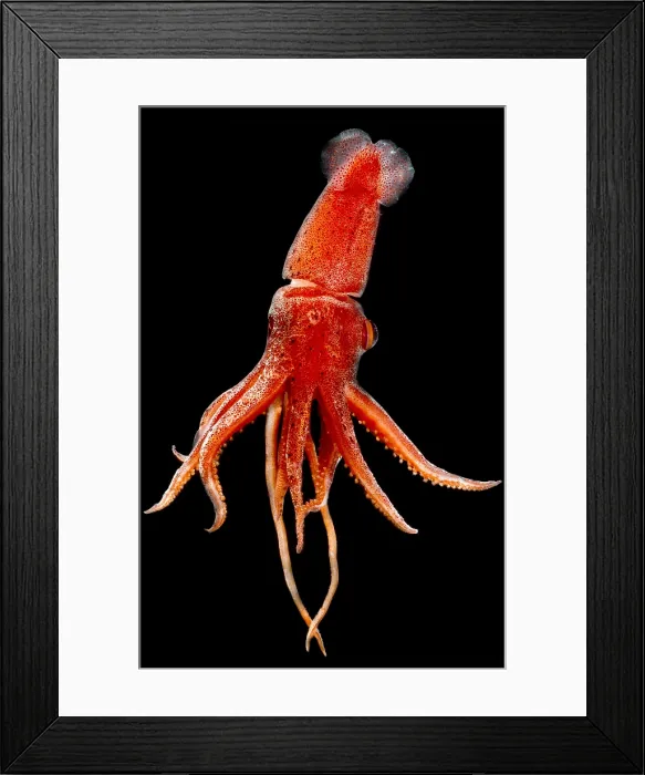 Framed Print : Cock-eyed Squid, Histoteuthis Framed Print : Cock-eyed Squid, Histoteuthis