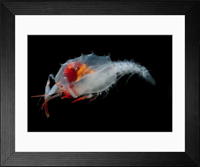 Framed Print : Blind Lobster larva Framed Print : Blind Lobster larva