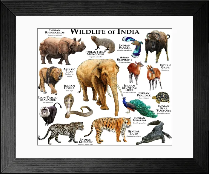 Framed Print : Wildlife of India