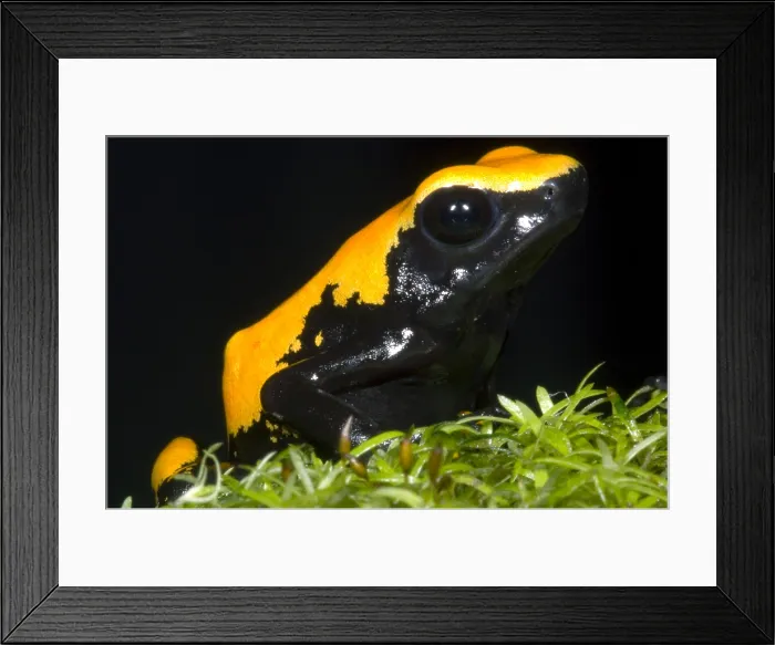 Framed Print : Splash Backed Poison Frog Framed Print : Splash Backed Poison Frog
