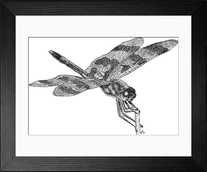 Framed Print : Halloween Pennant Dragonfly Framed Print : Halloween Pennant Dragonfly