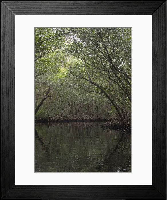 Framed Print : Red Mangrove Swamp, Florida