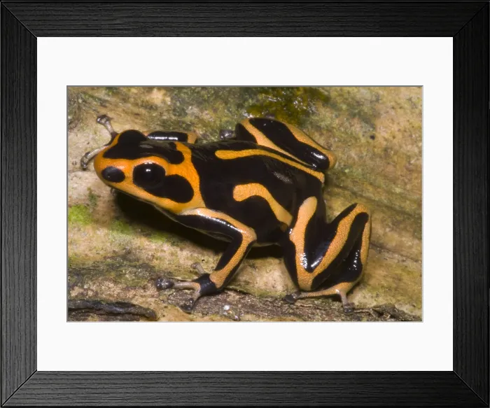Framed Print : Crowned Poison Frog Framed Print : Crowned Poison Frog