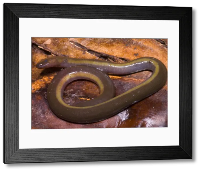 Framed Print : Caudacaecilia Asplenia Framed Print : Caudacaecilia Asplenia