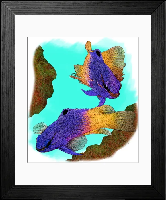 Framed Print : Royal grammas Framed Print : Royal grammas