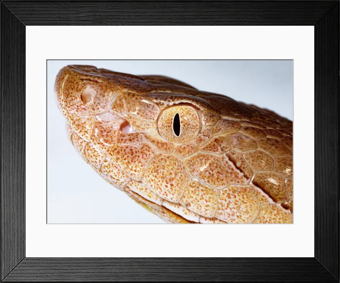 Framed Print : Copperhead, Agkistrodon contortrix Framed Print : Copperhead, Agkistrodon contortrix
