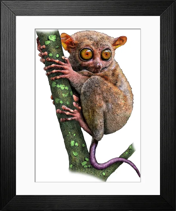Framed Print : Philippine Tarsier