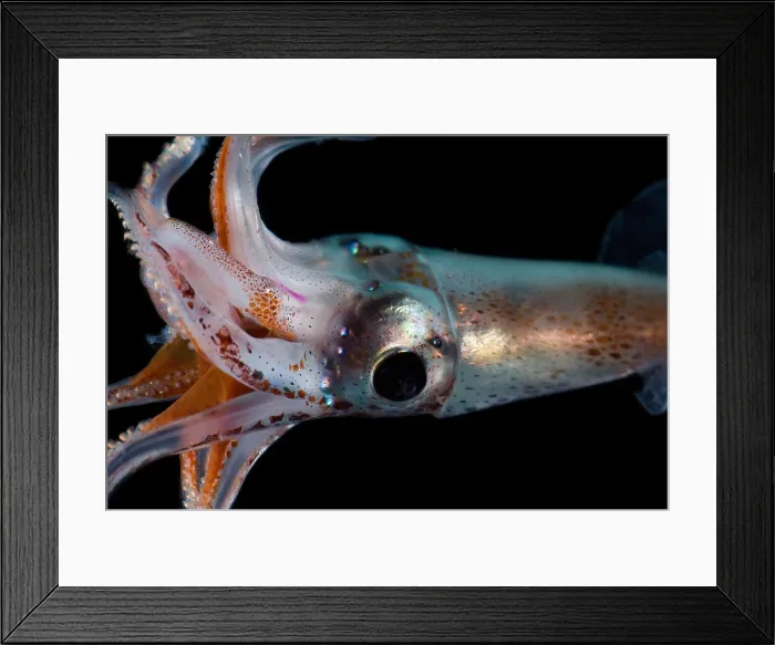 Framed Print : Jewel Enope Squid Framed Print : Jewel Enope Squid