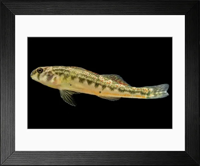 Framed Print : Snubnose Darter (Etheostoma simoterum) Framed Print : Snubnose Darter (Etheostoma simoterum)