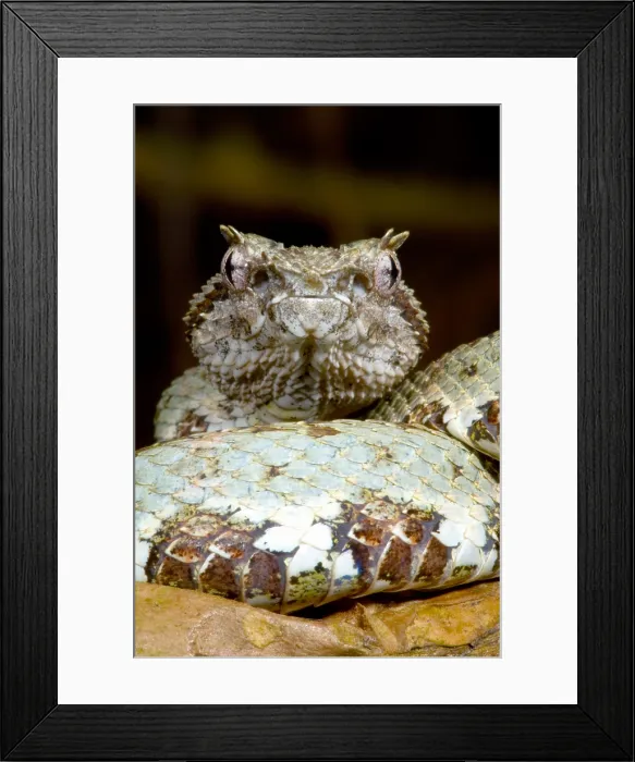 Framed Print : Eyelash Viper Framed Print : Eyelash Viper