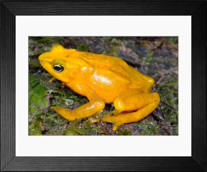 Framed Print : Harlequin Toad Framed Print : Harlequin Toad