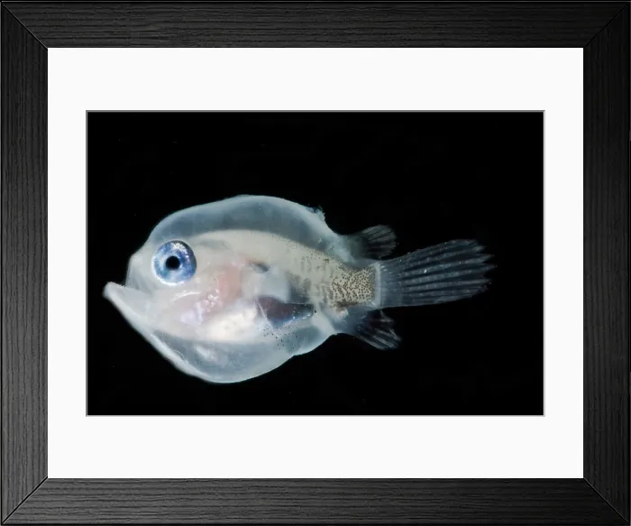 Framed Print : Larval Tripplewart Seadevil female Framed Print : Larval Tripplewart Seadevil female