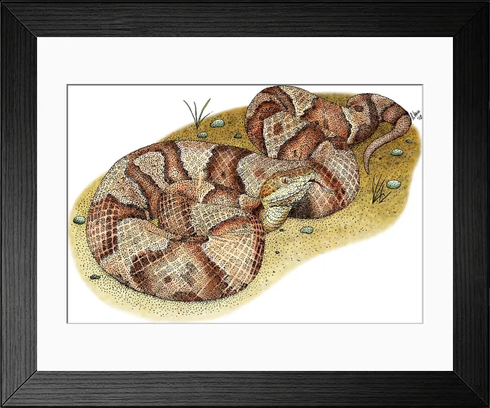 Framed Print : Northern Copperhead Snake