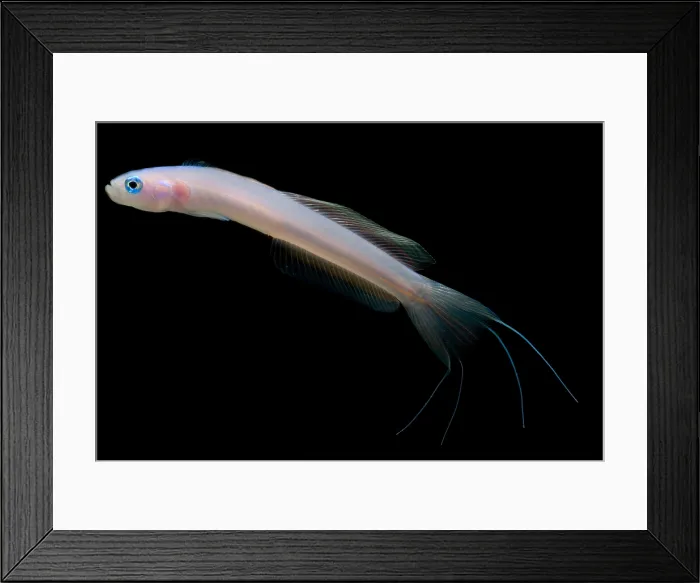 Framed Print : Blue Hana Goby