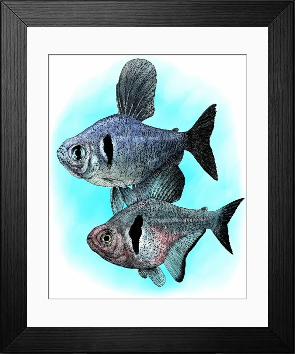 Framed Print : Black phantom tetras Framed Print : Black phantom tetras