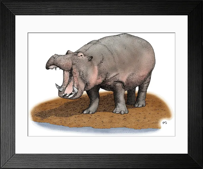 Framed Print : Hippopotamus
