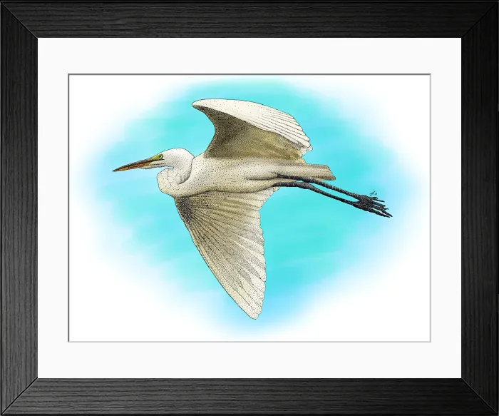 Framed Print : Great Egret Framed Print : Great Egret