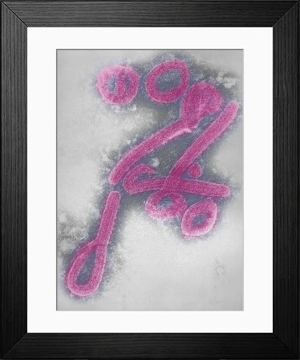 Framed Print : Marburg virus Framed Print : Marburg virus