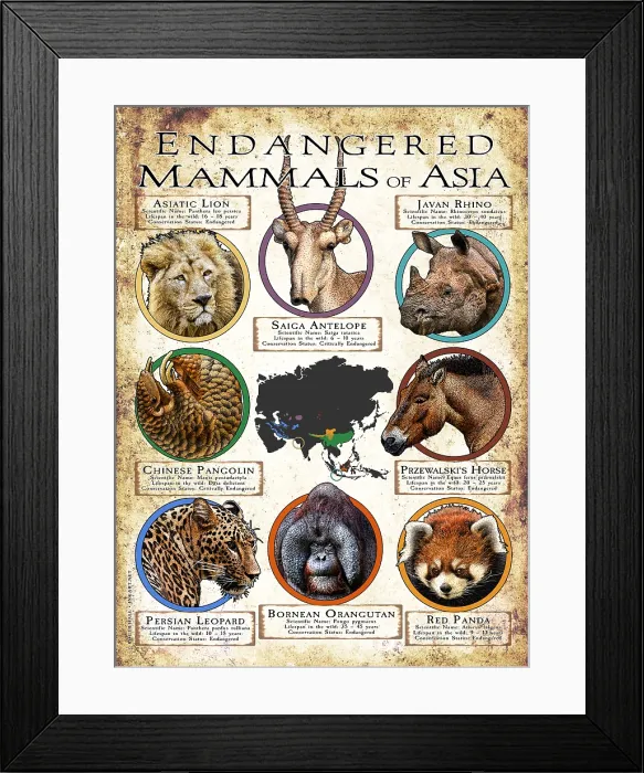 Framed Print : Endangered Mammals of Asia Framed Print : Endangered Mammals of Asia