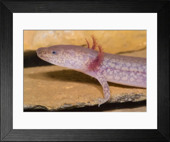 Framed Print : West Virginia Spring Salamander Framed Print : West Virginia Spring Salamander