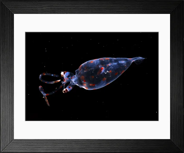 Framed Print : Glass Squid Framed Print : Glass Squid